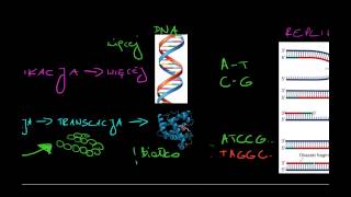 Chromosomy chromatydy chromatyna [upl. by Gnehc]