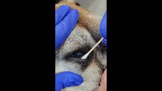 Cotton Tip Debridement for Canine Indolent Ulcer [upl. by Ramsay567]