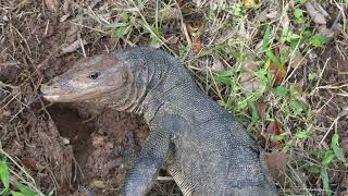 巨蜥 Monitor Lizard DiggingStealingEating Terrapins Eggs  22may2024 Singapore 834am [upl. by Eicrad494]