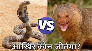 Mongoose vs Snake The Truth Behind the Epic Rivalry  How Mongooses Take Down Venomous Snakes [upl. by Annitsirhc]