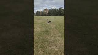 Jack Chi chasing dachshund dachshund jackchi dogpark [upl. by Yblok]