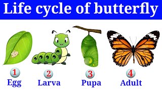 Life cycle of butterfly  Facts about butterflies  English for toddlers  insects [upl. by Tildie]