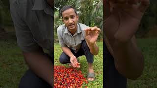 Tel nikaalne ka process malaysia ytshortsvideo shorts viralshort india harvesting [upl. by Richter]