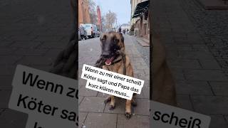 Wenn zu mir einer Scheiss Köter sagt shorts hund hunde [upl. by Amat478]