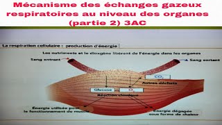 La respiration chez lhomme Partie 23AC science maths education shorts bts college foryou [upl. by Neill]