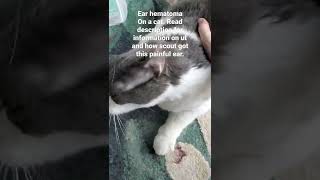 ear hematoma on cats read description [upl. by Darees235]