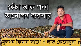 তামোলৰ ব্যৱসায়ত মূলধন কিমান লাগে  লাভ কেনেকুৱা  Areca nut ।Low Investment Business II betel nut [upl. by Pero]