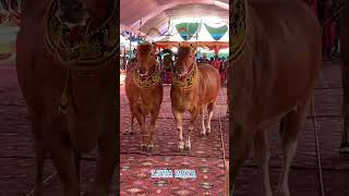 Luna bulls bull racing bulls lover cattle and bull farming youtube animals shortvideo shorts [upl. by Jolee]