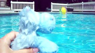 Webkinz A Day In The Pool [upl. by Alicirp]