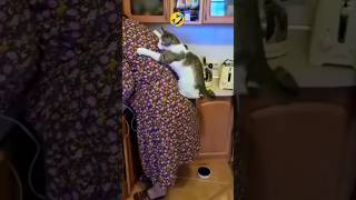 Funny cat video 14 😂🤓😅🤣🤠🤗shots shorts shortsfeed [upl. by Hammer302]