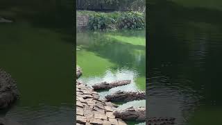 Le ferme de crocodile à Antananarivo Madagascar 🇲🇬 [upl. by Acinnej]