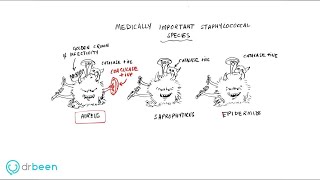 Staphylococci properties diseases diagnosis and management approach [upl. by Rramal]