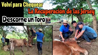 Regrese a Ver la Recuperación de unas Jersey que Estaban Muriendo Descorne un Toro [upl. by Lorette931]