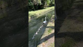 cygnets swan nature [upl. by Westhead350]