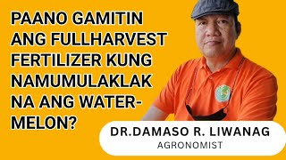 PAANO GAMITIN ANG FULLHARVEST FERTILIZER KUNG NAMUMULAKLAK NA ANG WATERMELON [upl. by Elicul53]