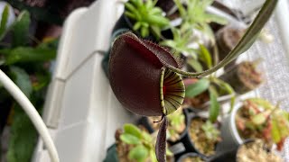 Nepenthes ampullaria black miracle ネペンテスアンプラリア [upl. by Wilfreda575]