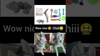 Wow nice 🤩  Chiii 🤮 trending viral shorts trend husky ambajogai dogsofviraj [upl. by Noside]