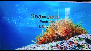 20241118 Seaweeds [upl. by Hajar240]