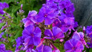 Blue Garden Phlox amp quotWhite Eyequot Flame Phlox  In Blooms 4K July 2024 [upl. by Zandt153]