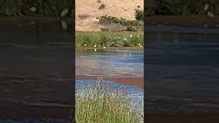 Egrets nestled in the reeds egrets birds birdwatching birdslover nature wildlife naturelove [upl. by Proulx968]