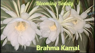 Brahma Kamal  Saussurea obvallata [upl. by Einehpets816]