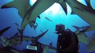 GoPro Nassau Bahamas Shark Dive with Stuart Coves 720p [upl. by Mafala]