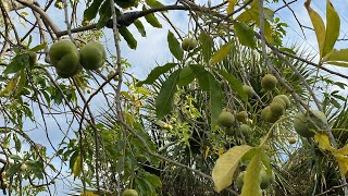 Sapote fruit Tree very tasty [upl. by Nodababus]