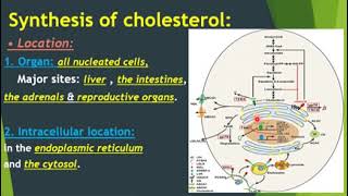 cholesterol metabolism amp Lipoprotein metabolism [upl. by Amoihc]