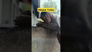 PENAK TURU CAH  lucu [upl. by Aiset]