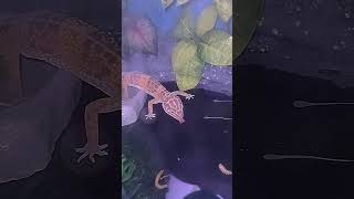 Gecko leopardo tomando agua de grifo [upl. by Pugh651]