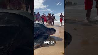 Giant leatherback sea turtle shows up on beach 😮🐢  🎥 BVIRAL  mikesudi16  karibinyaralas [upl. by Cantlon]