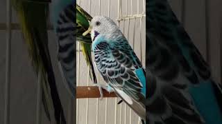 beak keratoacanthoma Hyperkeratosis budgerigar male like a duck he is healthy amp lovely budgie [upl. by Belita]