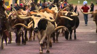 Fort Worth Cattle Drive [upl. by Cedar931]