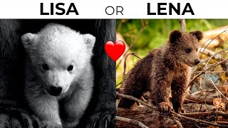 Lisa or Lena animals 🦁🐯🐨 [upl. by Kilam]