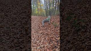 Waldspaziergang wandernmithund wandern wanderweg happydog herbstfarben herbst autumn hund [upl. by Odilo]