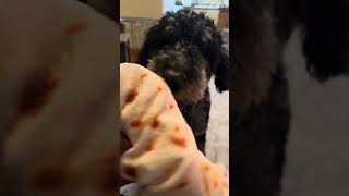 Dog Toy He loves it toy dog dogtoys dogsoftiktok fyp shop sale cheap buy howto [upl. by Croteau]