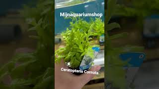 Ceratopteris Cornuta aquarium plants [upl. by Nade]