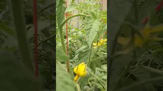 Tomato Cultivation in Poly Tunnel shorts polytunnel tomato agriculturetechnology garden [upl. by Garnes]