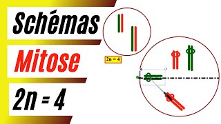 Comment schématiser les phases de la mitose dune cellule à 2n  4 chromosomes [upl. by Apeed407]