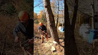 Plunge bore cutting leaning Larch catskills chainsaw firewood treework offgrid strawbale [upl. by Beach]