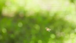 defocused green background with honey bees swarming and flying around [upl. by Einahpit]