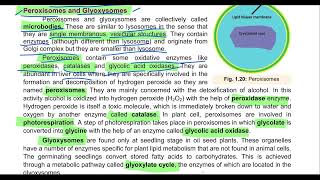 Peroxisomes and Glyoxysomes cell Organelles 11th bbiology education cell peroxisomes Glyoxysome [upl. by Snowber615]