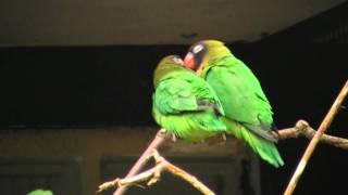 Agapornis nigrigenis Black cheeked lovebirds at Welt Vogelpark Walsrode [upl. by Narra643]