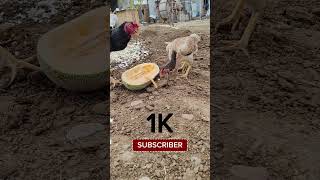 Rooster vietnam chicken thairooster aseelmurga korea chick animals top10 shorts shortvideo [upl. by Larcher905]