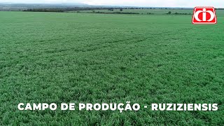 Confira o manejo no campo de produção de sementes da Ruziziensis [upl. by Assyram778]