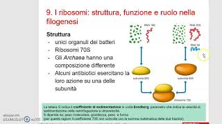 I ribosomi inclusioni citoplasmatichecaratteristiche e funzioni delle spore batteriche 1 [upl. by Devine]