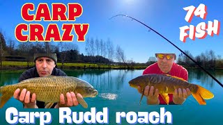 Coarse Fishing halesworth lakes Suffolk carp action all day 24 carp plus Rudd amp roach [upl. by Thurber387]