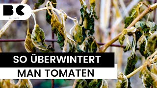 So überwintert man Tomaten richtig [upl. by Niklaus]