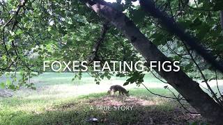 Foxes Eating Figs [upl. by Ohara]