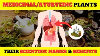 20 Medicinal Plants Their Scientific Names amp Health Benefits  HerbalAyurvedic Plants  औषधीय पौधे [upl. by Iinden]